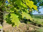 Foto quercus_velutina_d_techorazek_1784303631.jpg