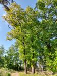 Foto quercus_velutina_h_techorazek_1784303660.jpg