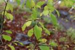 Foto rhamnus_cathartica_d_1784801560.jpg