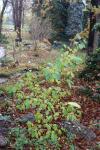 Foto rhamnus_cathartica_h_1784801593.jpg