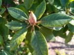 Foto rhododendron___goldflimmer__-_detail_(arboretum_vsenory)_1684230386.jpg