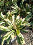 Foto rhododendron___variegatum__-_detail_(arboretum_vsenory)_1684230476.jpg