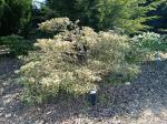 Foto rhododendron___variegatum__-_habitus_(arboretum_vsenory)_1684230483.jpg