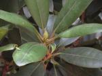 Foto rhododendron_catawbiense_(2)_1719339364.jpg