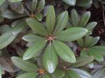 Foto rhododendron_catawbiense_1719339377.jpg