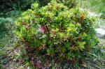 Foto rhododendron_hirsutum_l.__dsc06759_1725634271.jpg