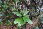 Foto rhododendron_hybridum_d_1784802003.jpg