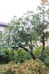 Foto rhododendron_hybridum_h_1784802025.jpg