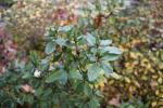 Foto rhododendron_indicum_d_1784802105.jpg