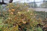 Foto rhododendron_indicum_h1_1784802125.jpg