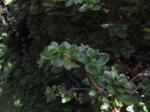Foto rhododendron_kisianum_(2)_1719339506.jpg