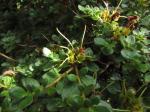 Foto rhododendron_kisianum_1719339537.jpg