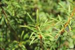 Foto rhododendron_tomentosum_-_rojovnik_bahenni4_1527155768.jpg
