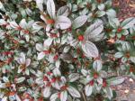 Foto rhododendron_x_obtusum_´certoryje´_detail_1684230596.jpg