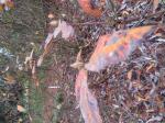 Foto rhododendron_´golden_sunset´_detail_1684193462.jpg