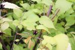 Foto rhodotypos_scandens_d_1784802205.jpg