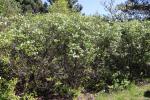 Foto rhodotypos_scandens_ii_h_1784802235.jpg