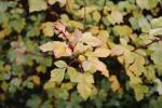 Foto rhus_aromatica_ii_d_1784802738.jpg