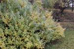 Foto rhus_aromatica_ii_h_1784802785.jpg