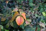 Foto rhus_toxicodendron_d_1784802577.jpg