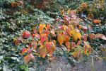 Foto rhus_toxicodendron_h_1784802551.jpg