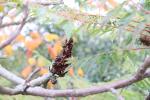Foto rhus_typhina_d1_1784803018.jpg