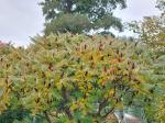 Foto rhus_typhina_h_vodnany_1784803053.jpg