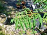 Foto rhus_typhina_´laciniata´_d_protivin_1784802893.jpg