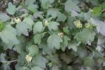 Foto ribes_alpinum_d1_1784803181.jpg