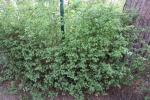 Foto ribes_alpinum_ii_h_1784803221.jpg