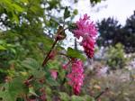 Foto ribes_sanguineum_d_libosad_1784803733.jpg