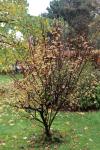 Foto ribes_sanguineum_ii_h_1784803813.jpg