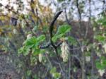 Foto ribes_sanguineum_´tydemans_white´_d_libosad_1784803352.jpg