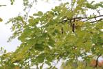 Foto robinia_pseudoacacia_d_1784804103.jpg