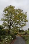 Foto robinia_pseudoacacia_h_1784804171.jpg