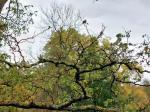 Foto robinia_pseudoacacia_´tortuosa´_d_1784804028.jpg
