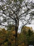Foto robinia_pseudoacacia_´tortuosa´_h_1784804052.jpg