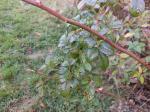 Foto rosa_multiflora_d_1784804454.jpg