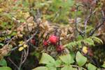 Foto rosa_rugosa_d_1784804579.jpg