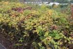 Foto rosa_rugosa_h_1784804536.jpg
