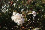 Foto rosa_sea_foam_d_1784804662.jpg