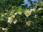 Foto rosa_xanthina_d2_libosad_1784804856.jpg