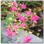 Foto roshyb_pink_panoramatic-kvet.jpg