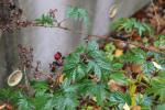 Foto rubus_laciniatus_d1_1784804950.jpg