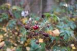 Foto rubus_laciniatus_d2_1784804988.jpg