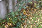 Foto rubus_laciniatus_h_1784805023.jpg