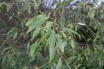 Foto salix_alba_d_1784805223.jpg
