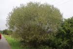 Foto salix_alba_h_1784805245.jpg
