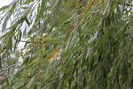 Foto salix_alba_tristis_d_1784805146.jpg