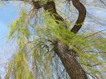 Foto salix_alba_´tristis´_d_vodnany_1784805126.jpg